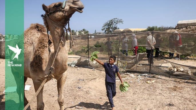 A Palestinian child offers green leaves to a camel in Khan Yunis, southern Gaza Strip on August 11, 2026.